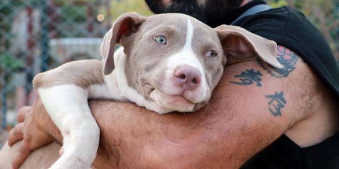 Pet Market ve Üreticiler Derneği’nden kedi-köpek mamalarında 'KDV düşürülsün' çağrısı