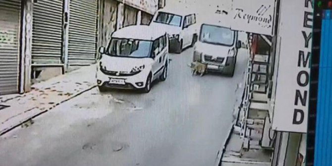 Fatih'te sokak köpeğini ezdi