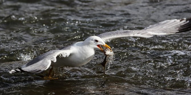 Van'da inci kefalinin göçünü konu alan fotoğraf yarışması başladı