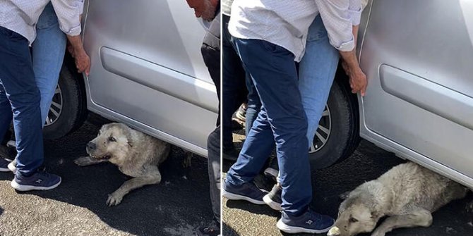 Köpeği sıkıştığı yerden hafif ticari aracı kaldırarak kurtardılar