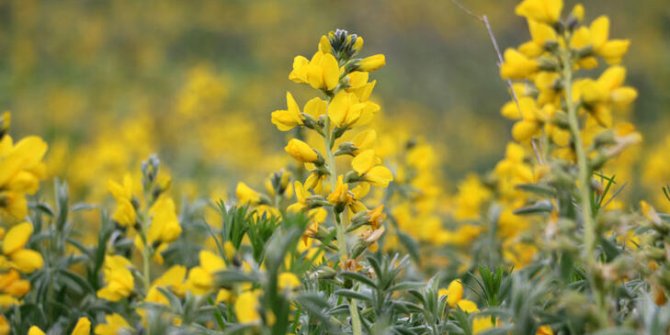 'Eber sarısı' çiçeğini koparana 109 bin lira ceza