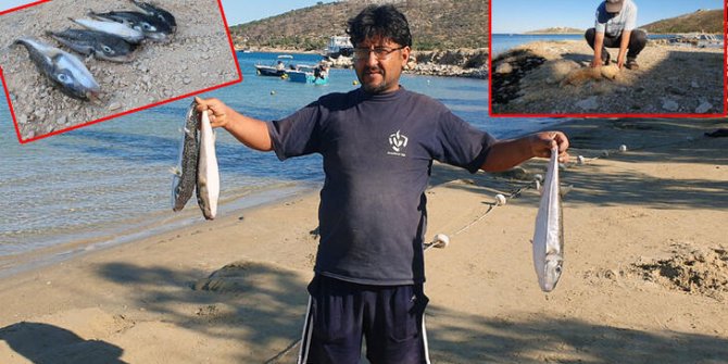 Sahile vuran balon balıklarını yiyen 11 kedi zehirlendi