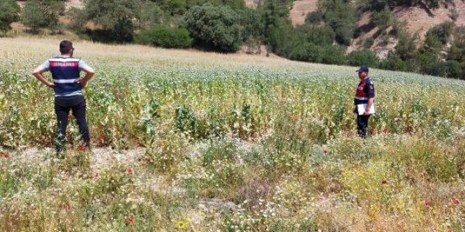 Manisa'da 280 bin kök haşhaş bitkisi ele geçirildi