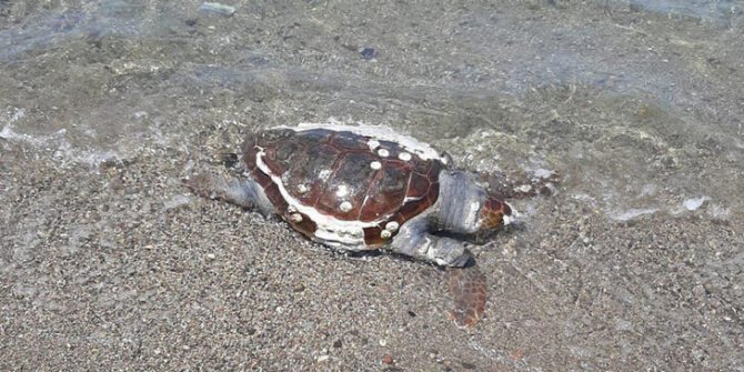 Foça'da sahile, kabuğu çatlak caretta caretta ölüsü vurdu