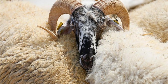 2022 yılı vekalet yoluyla kurban kesim bedeli açıklandı