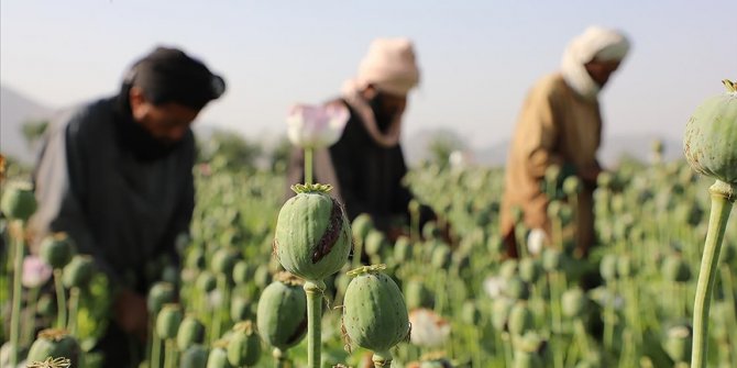 Taliban haşhaş tarlalarını yok edeceğini açıkladı