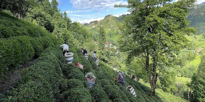 ÇAYKUR, mayısta 92 bin ton yaş çay alımı gerçekleştirdi