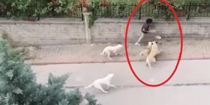 Sokak köpeklerinin ortaokul öğrencisine saldırdığı anlar kamerada