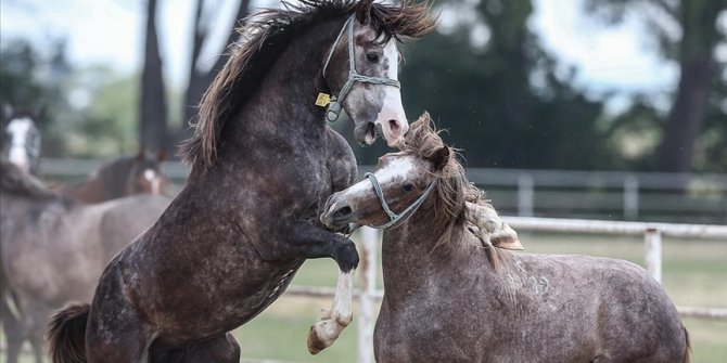 TİGEM 60 safkan Arap tayı satacak