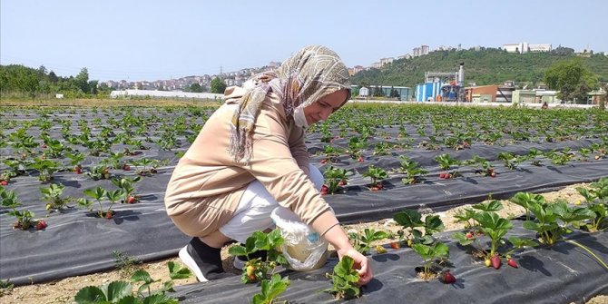 Zonguldak'ta müşteriler satın alacakları çilekleri kendileri topluyor