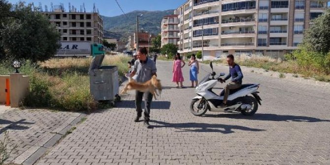 Tire'de 6 köpek ile 2 kedi zehirlenerek öldürüldü