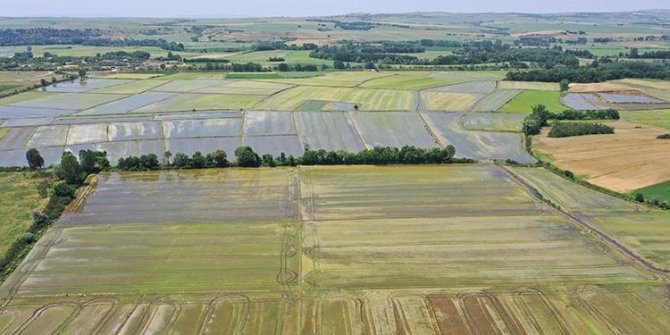 Türkiye'nin çeltik ambarında ekim mesaisi tamamlandı