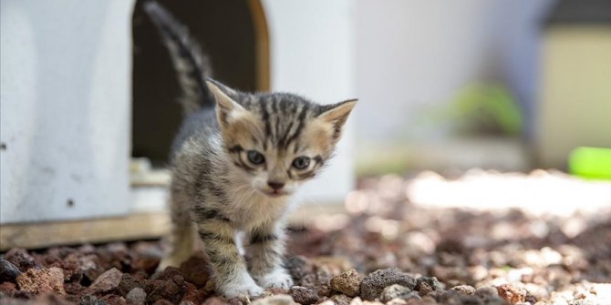 Ankara Adliyesinde sahipsiz hayvanlar için 'kedi sokağı' ve 'köpek sitesi' inşa edildi
