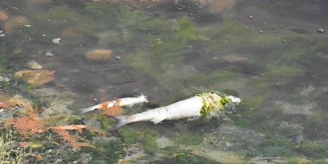 Çakalburnu Lagünü'nde oksijen tükendi, balıklar öldü
