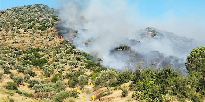 Aydın'da buğday tarlasında başlayıp zeytinliğe sıçrayan yangına müdahale ediliyor