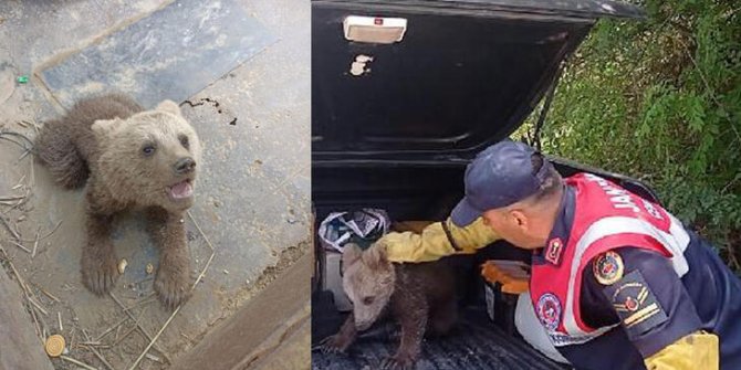 Bataklıktaki yavru ayıyı jandarma kurtardı