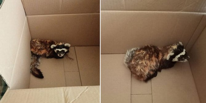 Bitkin bulduğu yavru alaca sansarı, doğa koruma ekiplerine teslim etti