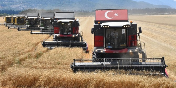 Dalaman TİGEM'de yerli tohum buğdayın hasadına başlandı
