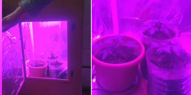 Çekmeköy'de Hint kenevirine 'özel' dolap