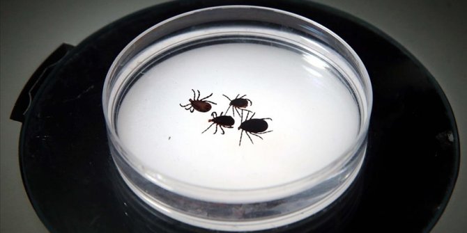 Türkiye'de 55 kene türü belirlendi