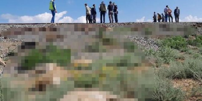 Trenin çarptığı 130 koyun telef oldu