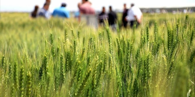 Konya'da kuraklığa dayanıklı hububat tanıtımı yapıldı