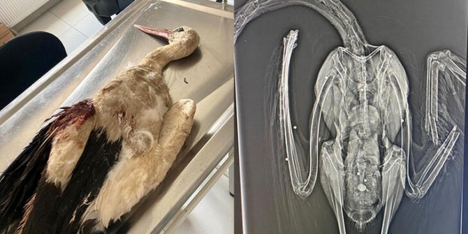 Göç döneminde 6 yaralı leylekten 3'ünün vurulduğu belirlendi