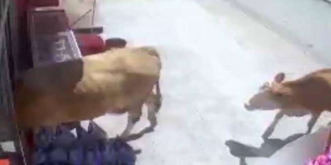 Bayburt’ta inekler markete girdi