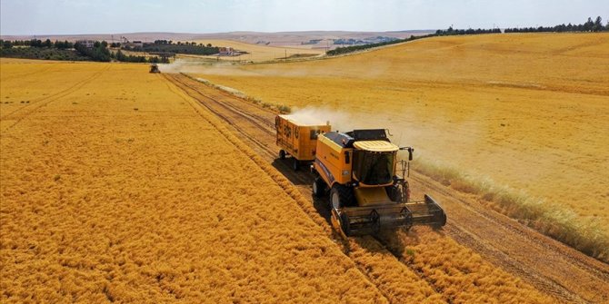 Diyarbakır'da yağış kırmızı mercimekte verimi artırdı