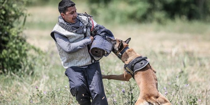 TSK'nın 'cesur keşif köpekleri' Bursa'da yetiştiriliyor