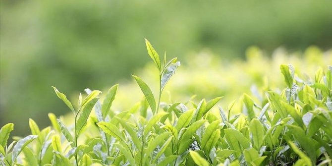 Rize, 5 ayda çay ihracatından 3,5 milyon dolar kazandı
