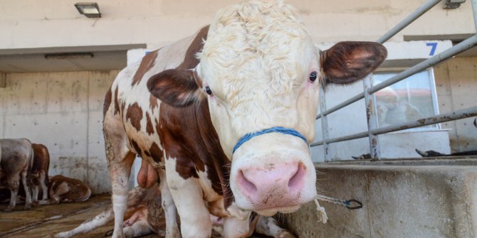 Altındağ'da Kurban hazırlığı