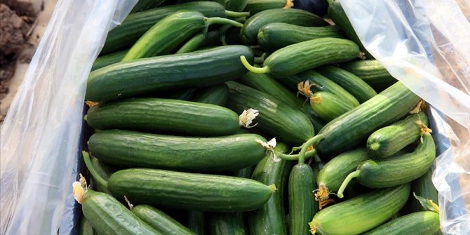 Tokat'ta 50 bin ton salatalık rekolte beklentisi