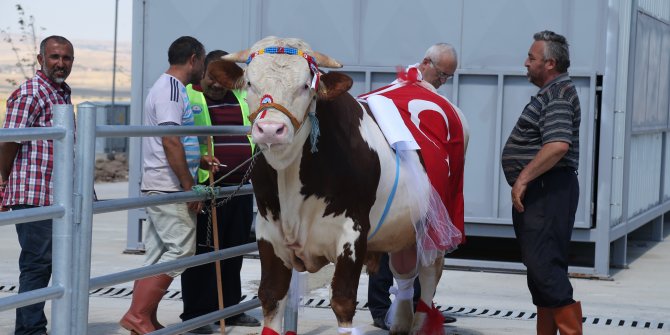 Gölbaşı'nın en güzel kurbanlığı seçilecek