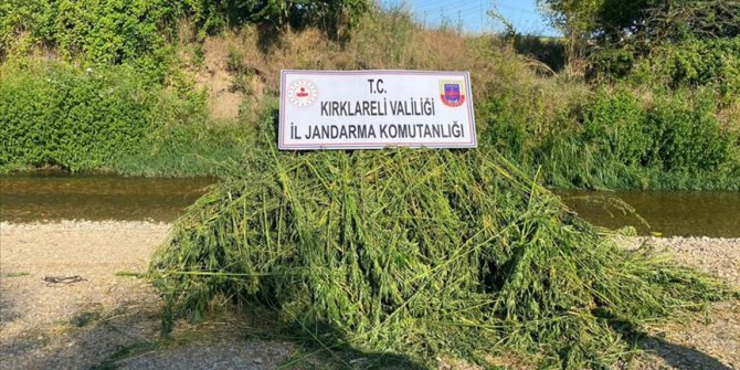 Kırklareli'nde 85 bin kök Hint keneviri tespit edildi