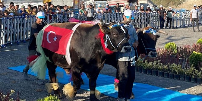 İstanbul'da 'en güzel' büyükbaş kurbanlıklar yarıştı