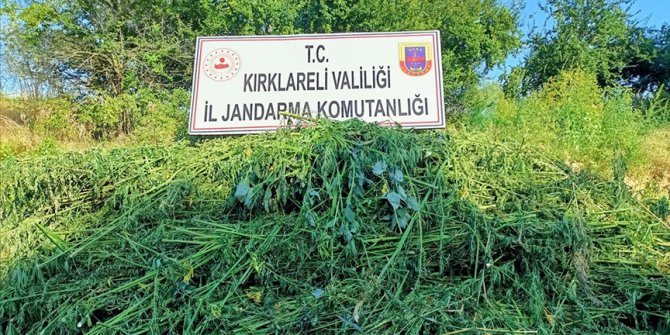 Kırklareli'nde ayçiçeği tarlalarında 661 bin 850 kök Hint keneviri ele geçirildi