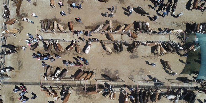 Veteriner hekimlerden kurbanlık alacaklara 'küpe' ve 'pasaport' uyarısı