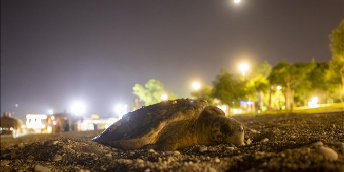 Antalya'da deniz kıyısına çıkan caretta caretta için sahil boşaltıldı