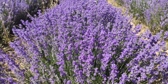 Malatya'da lavanta hasadı