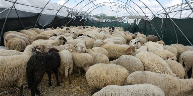 Küçükbaş hayvan ıslahı çalışmalarının yürütülmesine yönelik protokol imzalandı