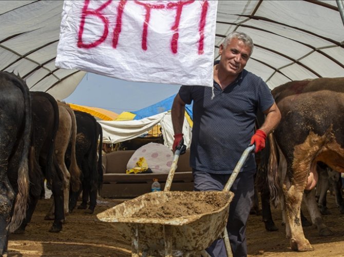 2023 Kurbanlık fiyatları: Küçükbaş kurbanlık ne kadar? Büyükbaş kurbanlık kadar?