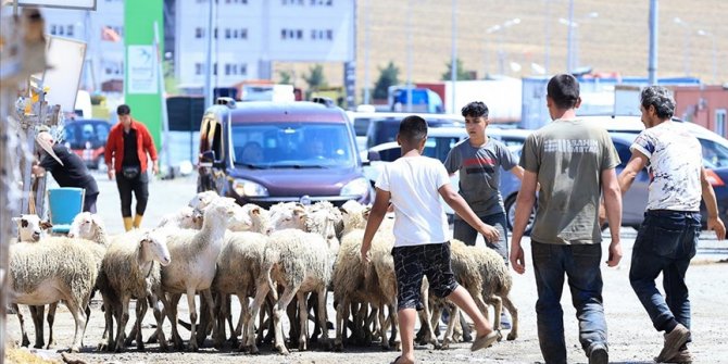 İstanbul'daki kurban pazarları toplanıyor