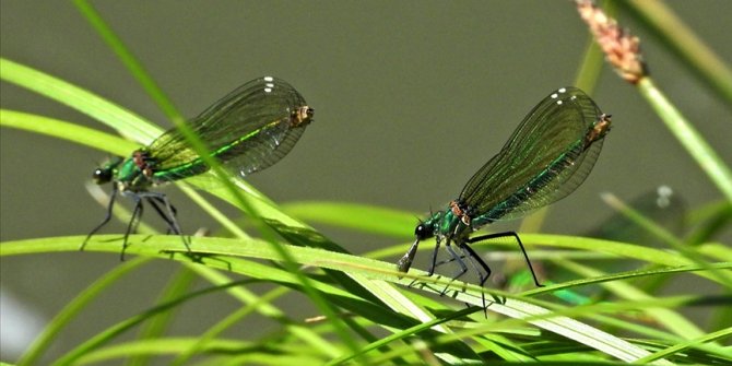 ASELSAN böcek boyutunda mikro İHA üzerinde çalışıyor