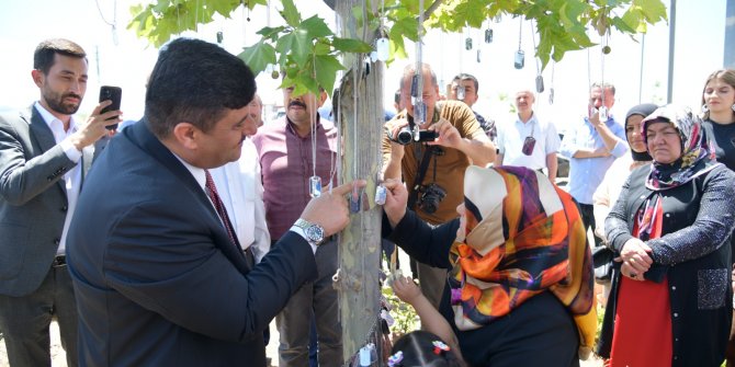 Çınar ağacı künyelerle donatıldı