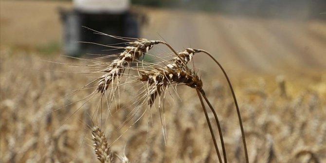 Trakya çiftçisi hasat mesaisinde sona yaklaştı