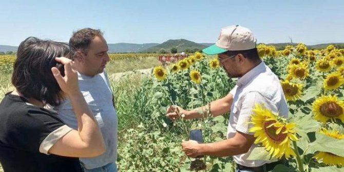 Çanakkale'de 32 köyde çayır tırtılına rastlandı