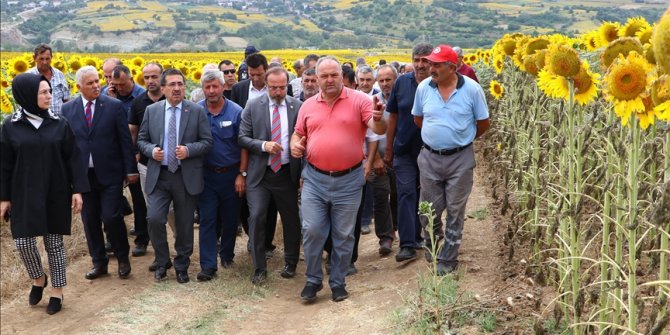 Tarım ve Orman Bakan Yardımcısı Pakdil, çayır tırtılı görülen tarlaları inceledi