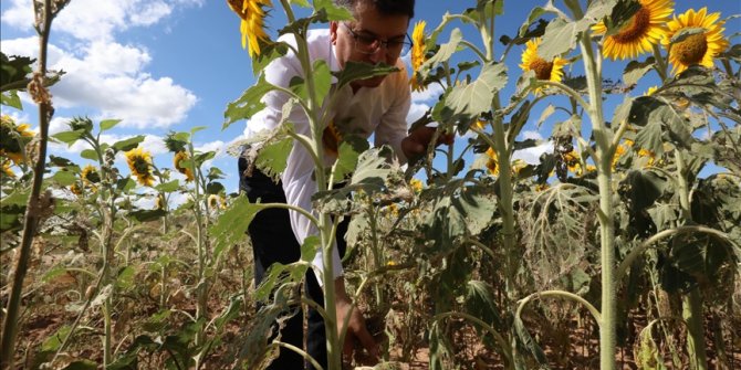 Trakya'da çayır tırtılı görülen ayçiçeği ekili alanlar büyük oranda ilaçlandı