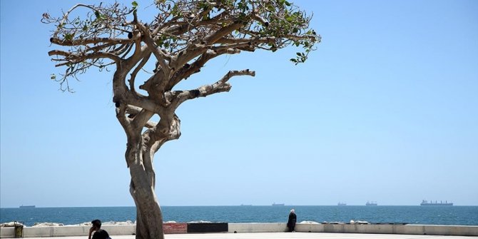 Mersin sahilinin "simge ağacı"na matkapla zarar veren 3 kişi adliyede